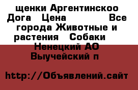 щенки Аргентинскоо Дога › Цена ­ 25 000 - Все города Животные и растения » Собаки   . Ненецкий АО,Выучейский п.